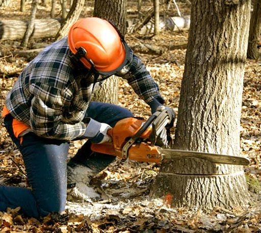 Tree Removal in Saverton, MO